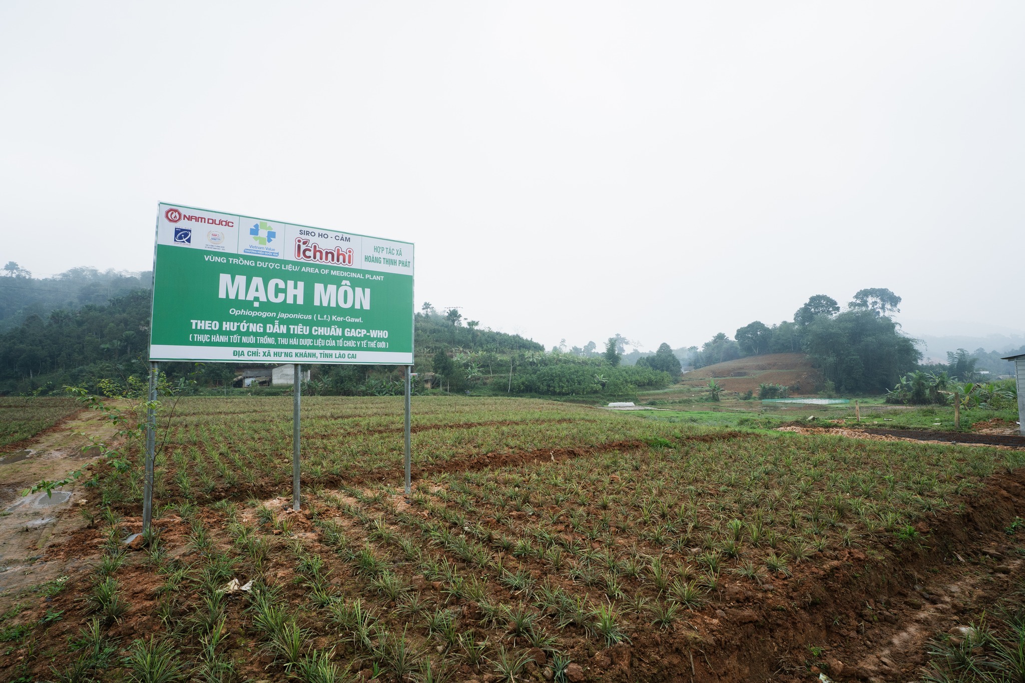 NAM DƯỢC KÝ KẾT HỢP TÁC PHÁT TRIỂN 30HA VÙNG TRỒNG MẠCH MÔN TẠI LÀO CAI THEO HƯỚNG DẪN TIÊU CHUẨN GACP-WHO