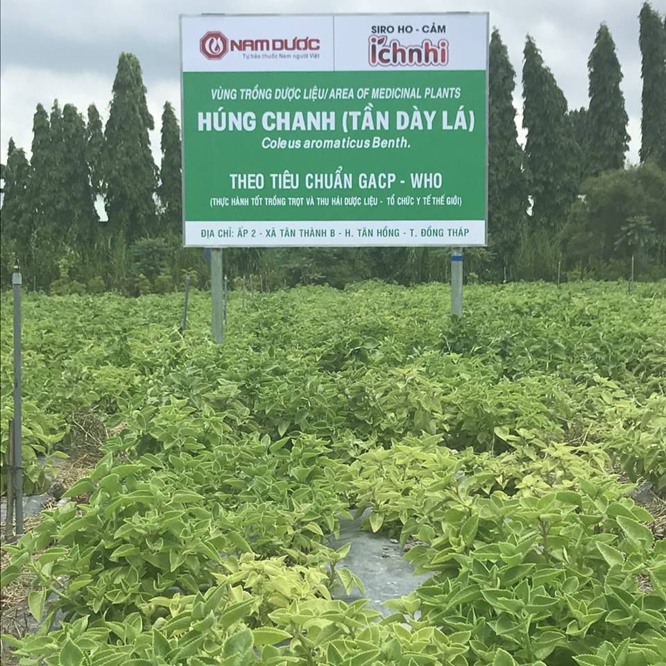 Húng chanh