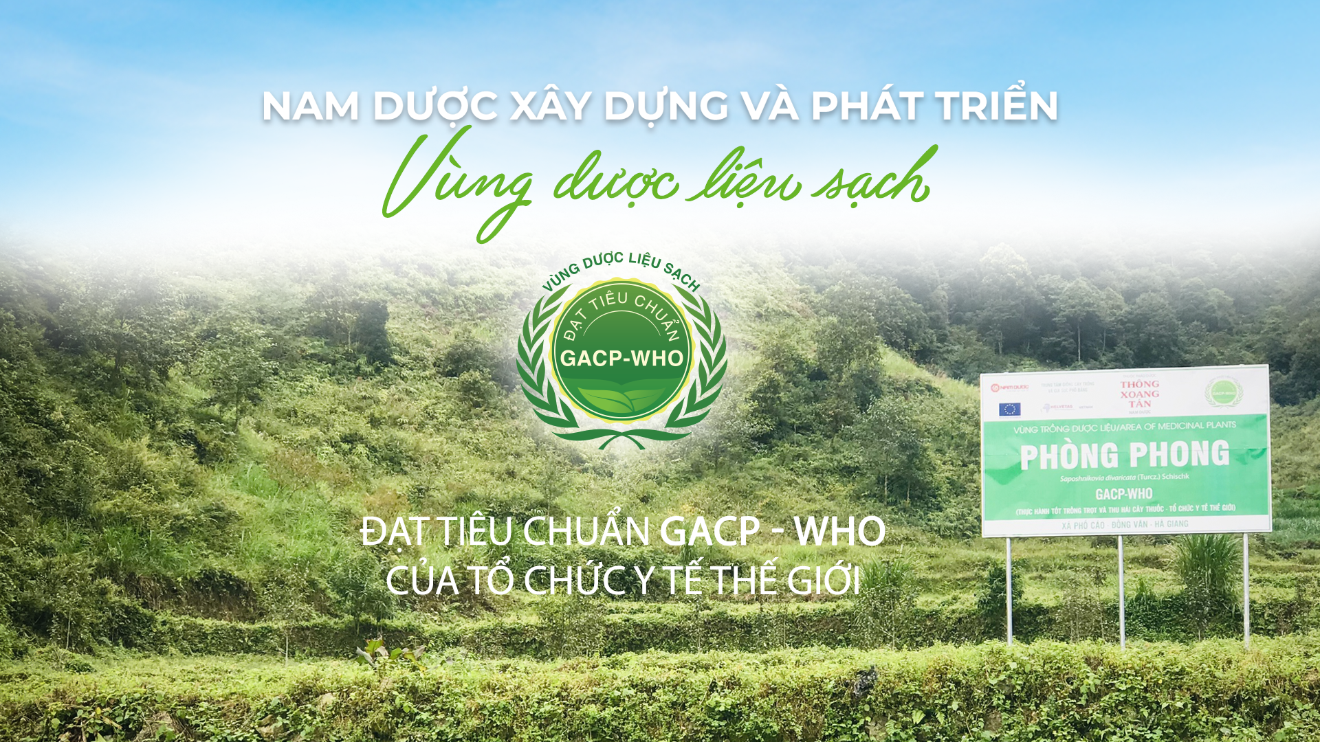 Vùng trồng Phòng Phong của Nam Dược đạt tiêu chuẩn GACP-WHO