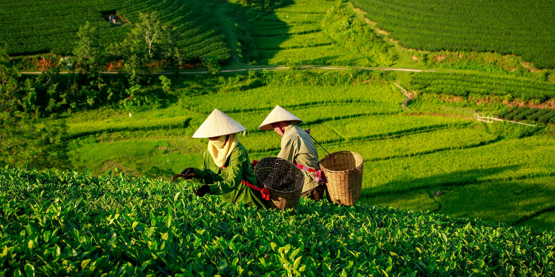 Nam Dược