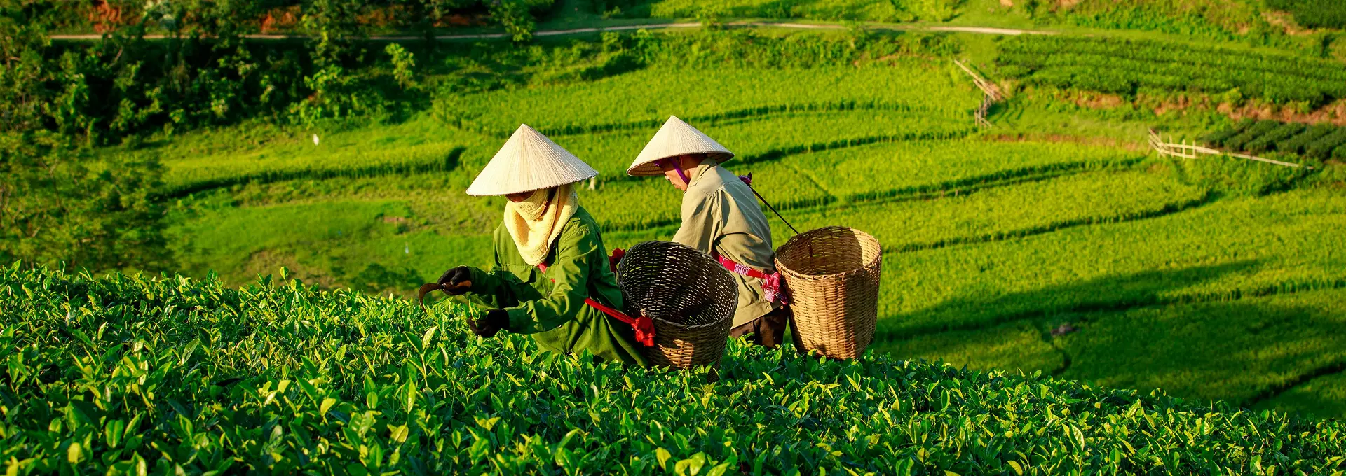 Vùng trồng