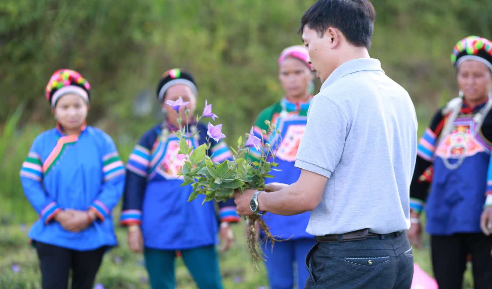 Cát cánh – Vùng trồng dược liệu đạt chuẩn quốc tế trên đất Việt