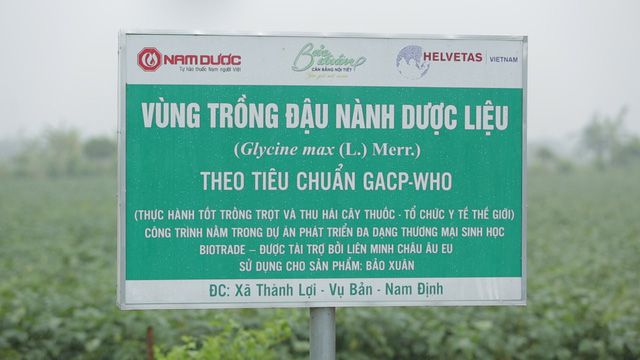 Nam Dược – Thẩm định vùng trồng Dược liệu đậu nành theo tiêu chuẩn GACP – WHO