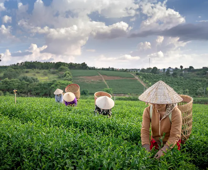 Nam Dược