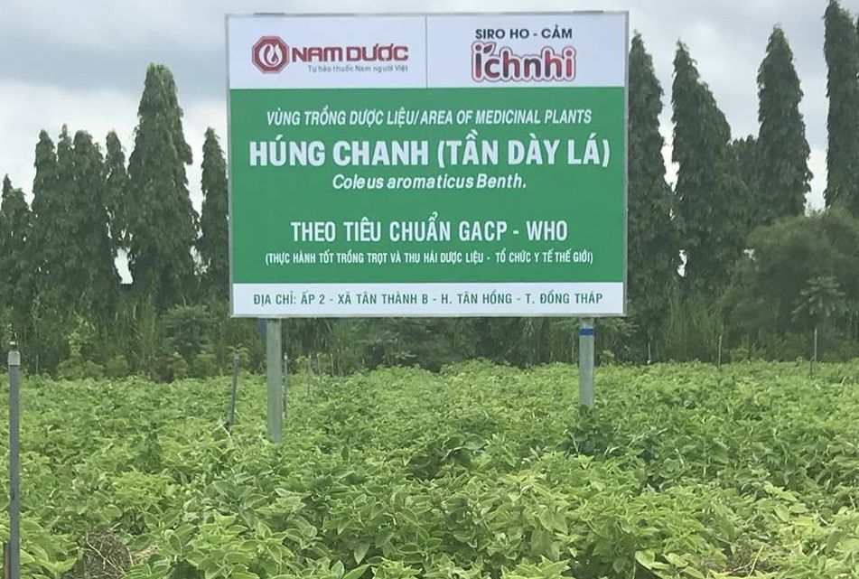 Nam Dược phát triển thêm vùng trồng Húng Chanh (Tần dày lá) mới tại Đồng Tháp