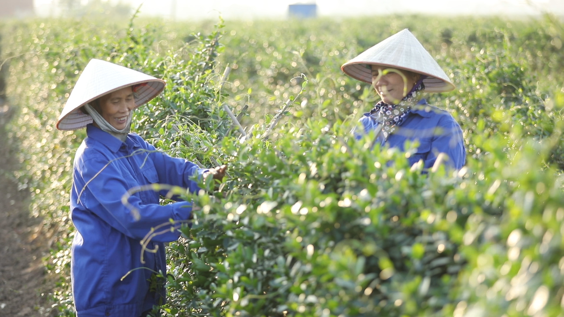 Nam Dược